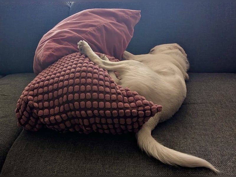 Mylo = Goldschatz