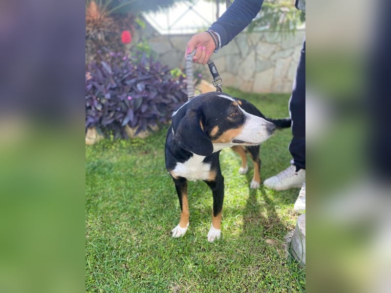 Lilla ist ein ruhiger und anhänglicher Schatz