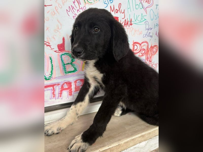 Welpenalarm: Schmusenase Arthour