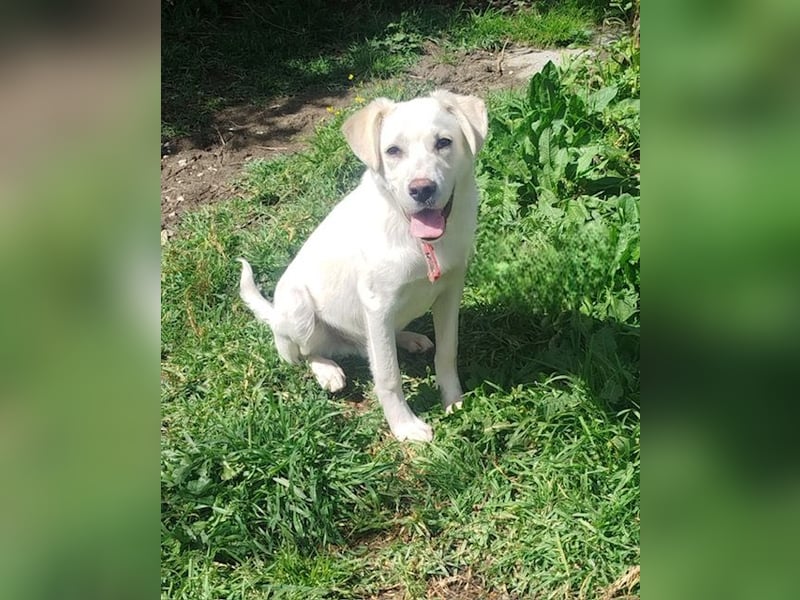 Tayo: Niedlicher Familienwelpi