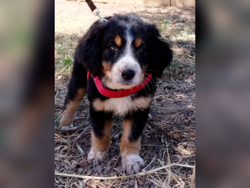 Herziges Hundekind Devin