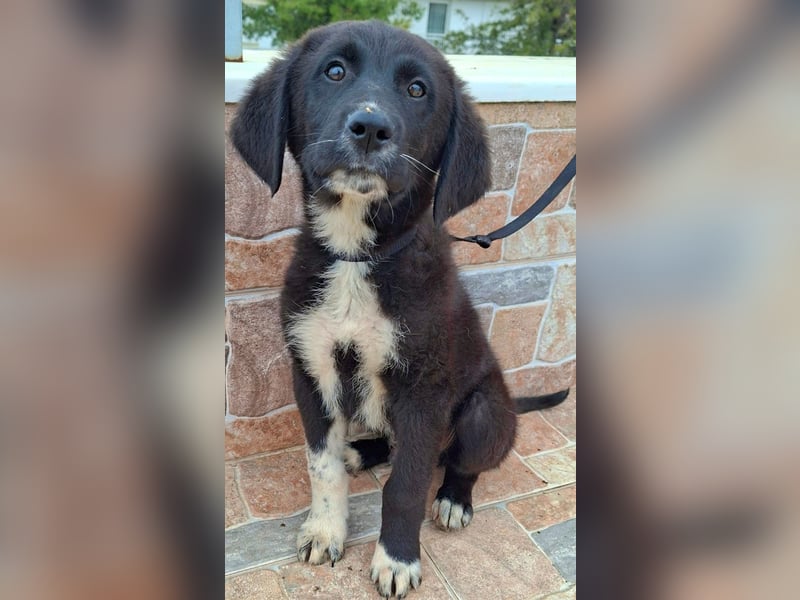 Welpenalarm: Schmusenase Arthour