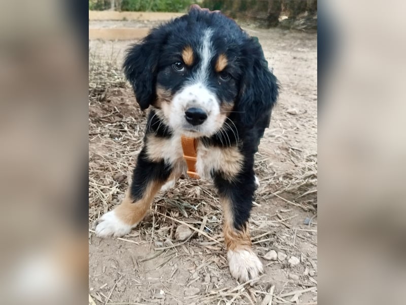 Herziges Hundekind Devin