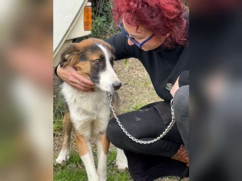 Charlie: Dein neuer Kuschelfreund