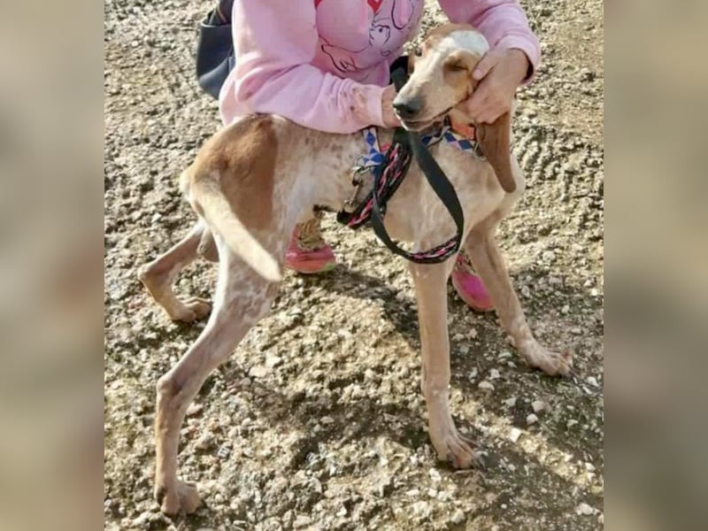 Feivel ist voller Energie und Liebe