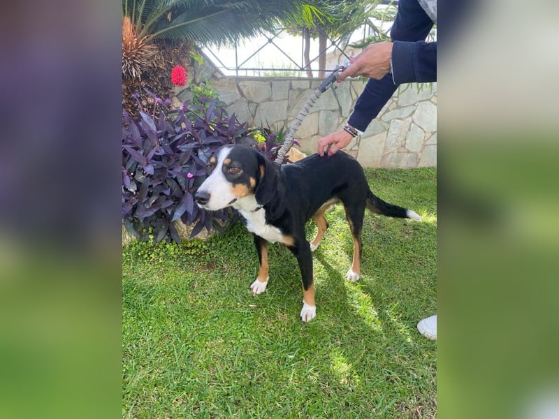 Lilla ist ein ruhiger und anhänglicher Schatz