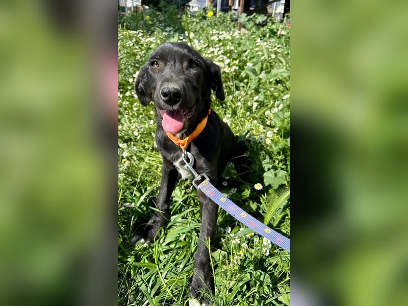 Penny: Drolliges Labbi-Mix-Welpi