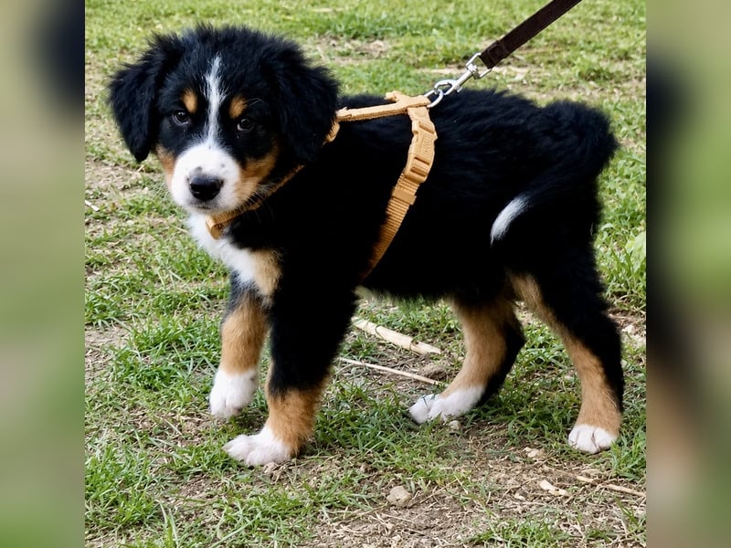 Herziges Hundekind Devin