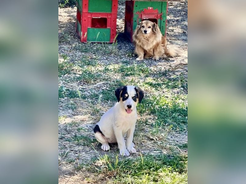 Putziges Hundebaby Momo