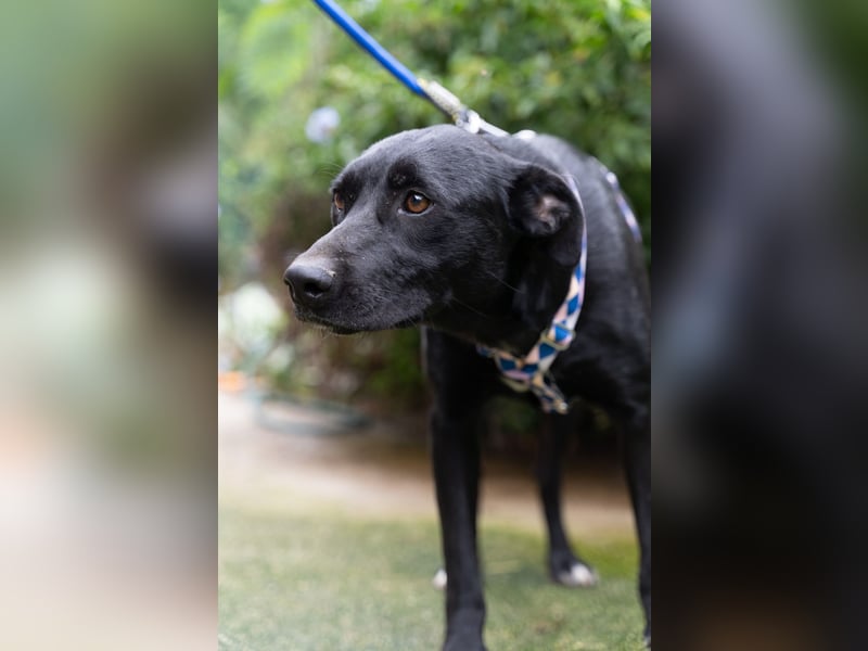 Fritzi: Cleveres Herz auf vier Pfoten