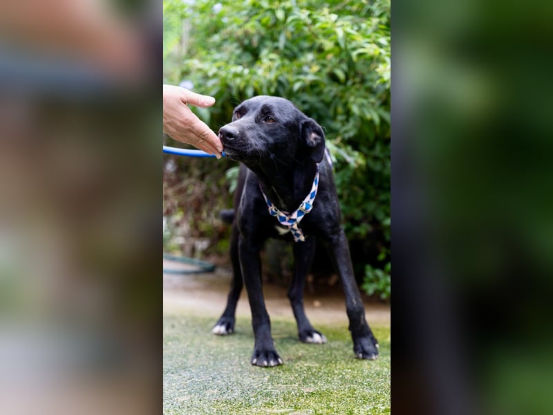 Fritzi: Cleveres Herz auf vier Pfoten