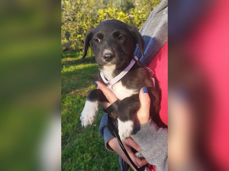 Herziges Welpenmädchen Fritzi