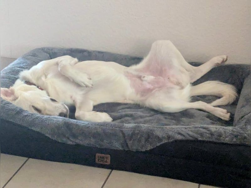 Mylo = Goldschatz