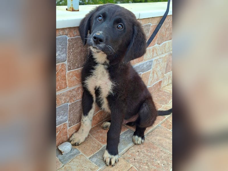 Welpenalarm: Schmusenase Arthour