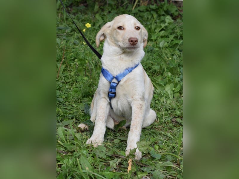 Welpenjunge Antonio möchte Dein Herz erobern