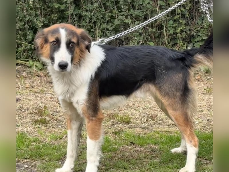 Charlie: Dein neuer Kuschelfreund