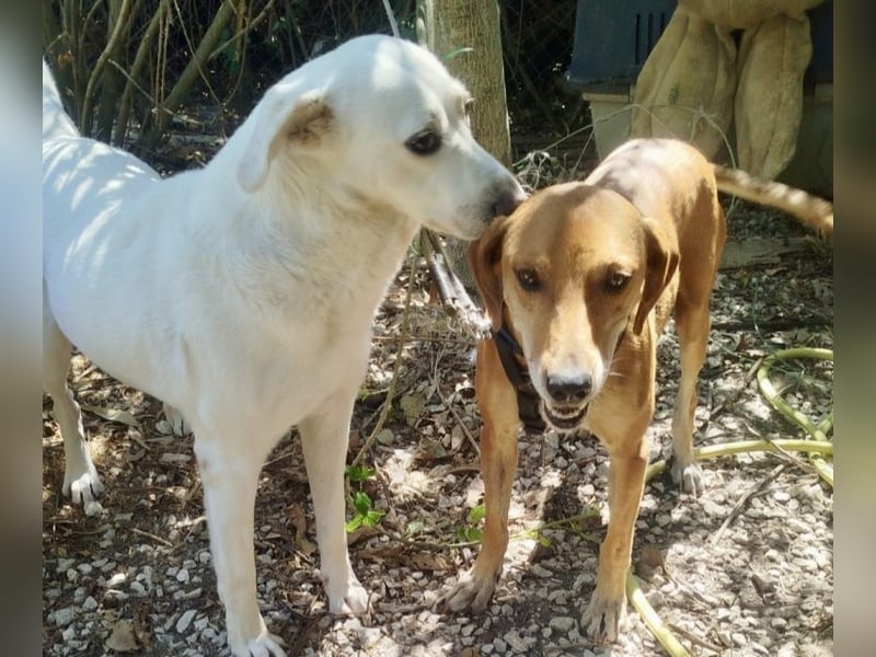 Mandy ist ein liebevoller Sonnenschein