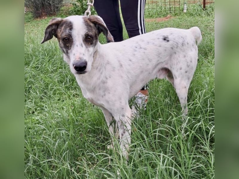 Treuer Lui wartet auf seine Chance