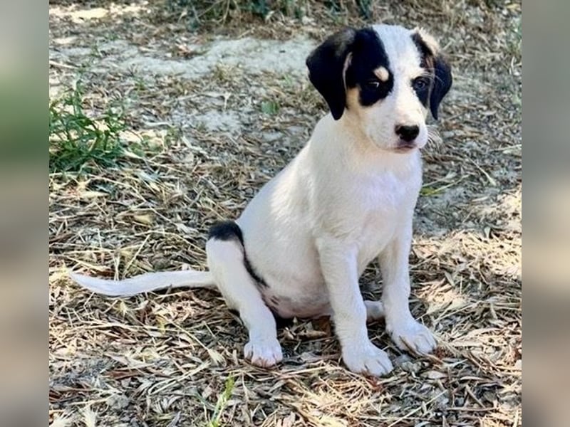 Putziges Hundebaby Momo