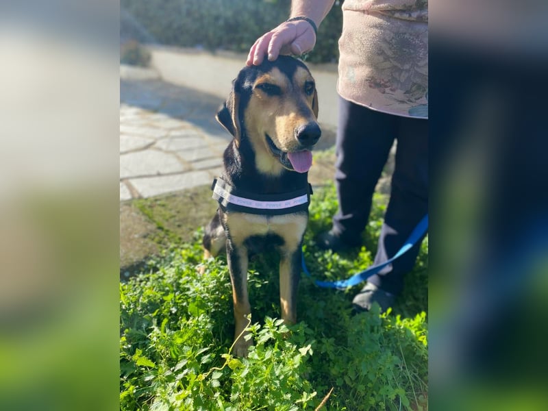 Oreo ist ein Volltreffer!