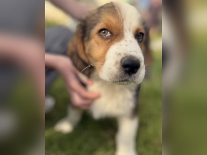 Putziges Hundebaby Arushi