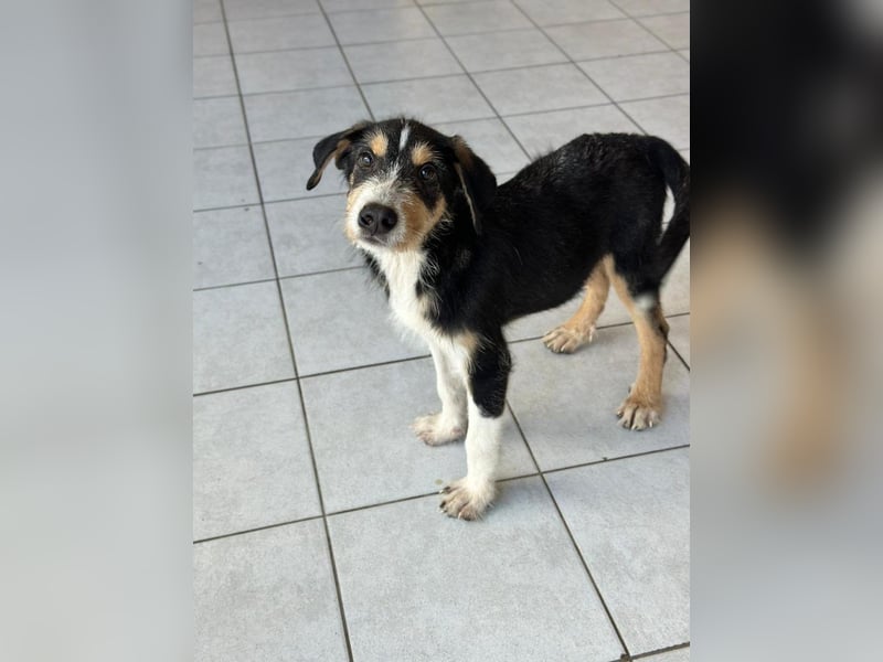 Welpenalarm: Goldiger Chip