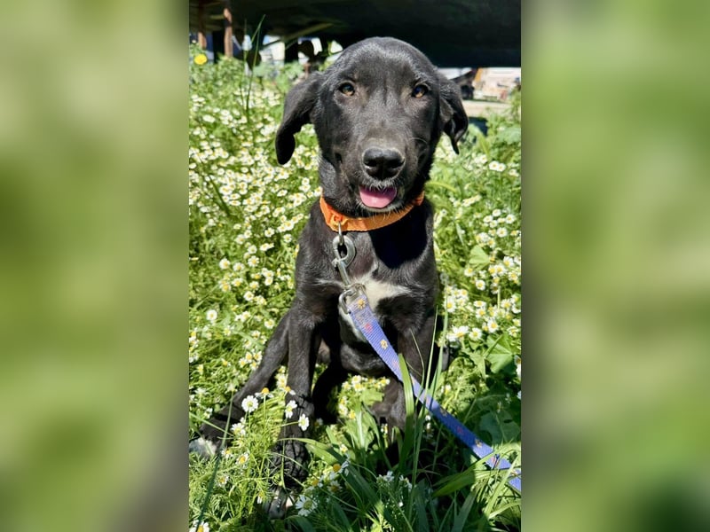 Penny: Drolliges Labbi-Mix-Welpi