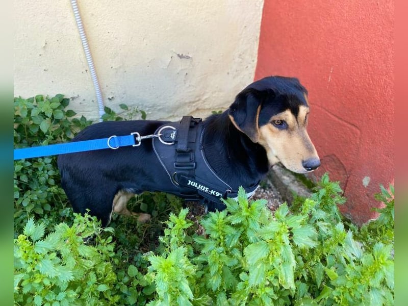 Oreo ist ein Volltreffer!