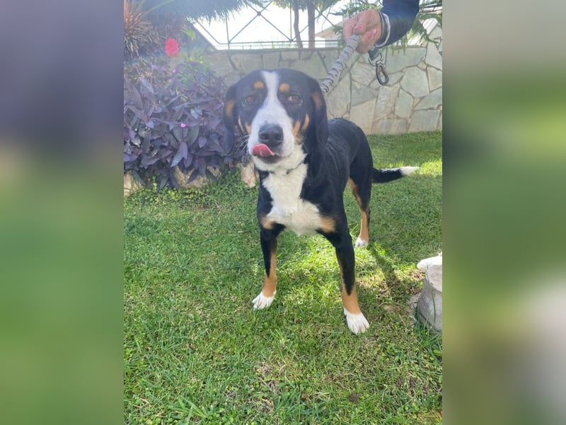 Lilla ist ein ruhiger und anhänglicher Schatz