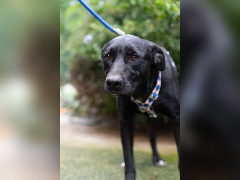 Fritzi: Cleveres Herz auf vier Pfoten