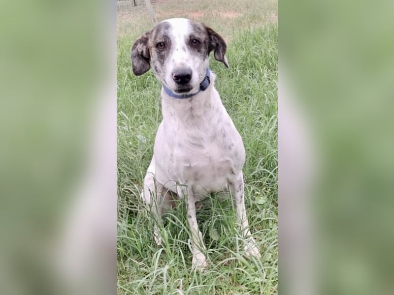 Treuer Lui wartet auf seine Chance