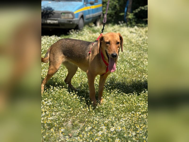 Lucy - freundlich und menschenbezogen