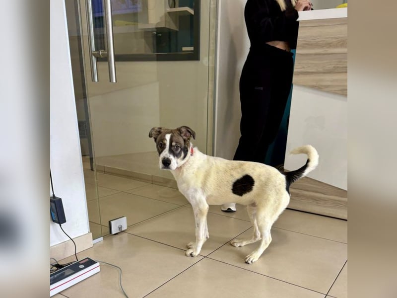 Goldiger Roulis ist ein Herzenshund