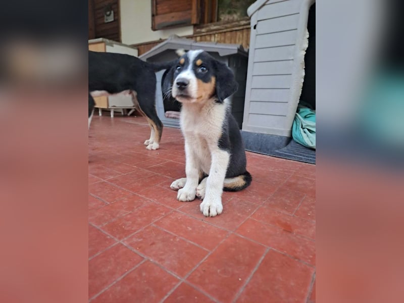 Herziges Hundekind Thea