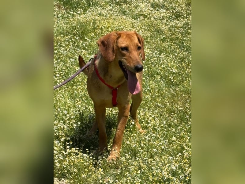 Lucy - freundlich und menschenbezogen