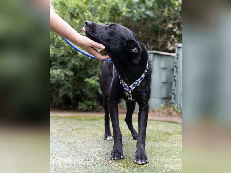 Fritzi: Cleveres Herz auf vier Pfoten