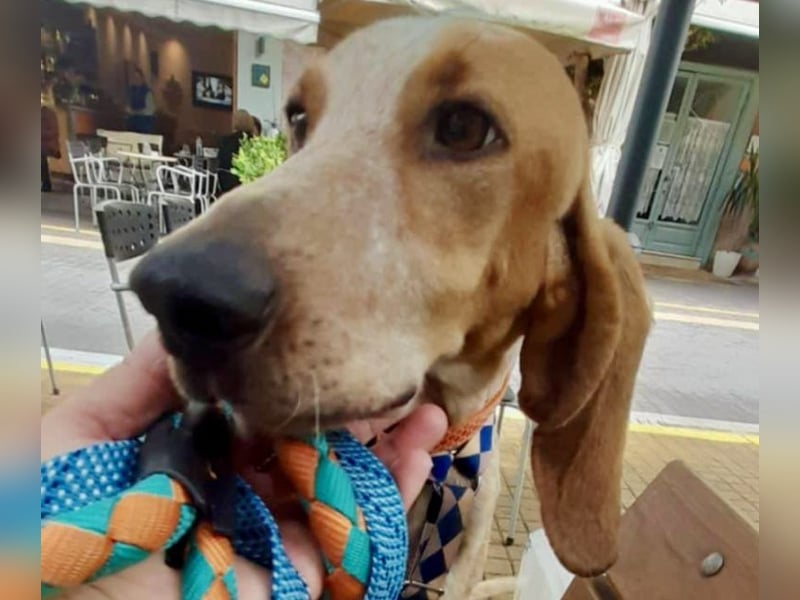 Feivel ist voller Energie und Liebe