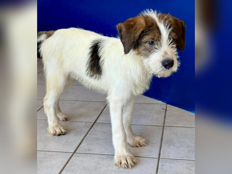 Welpenalarm: Bezaubernder Chap