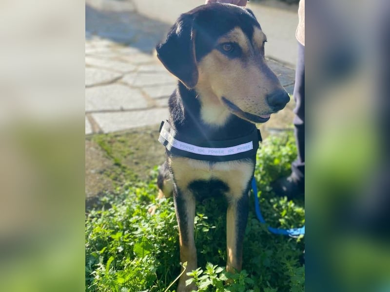 Oreo ist ein Volltreffer!