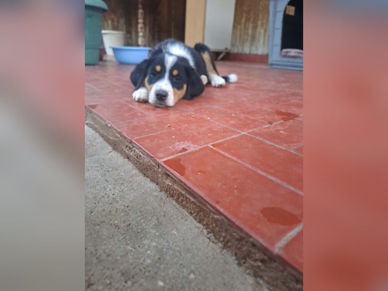 Herziges Hundekind Thea