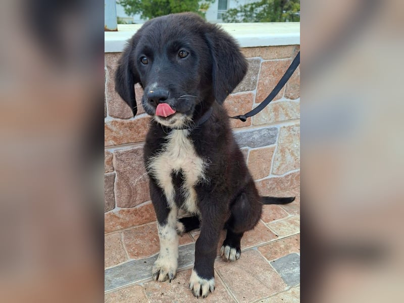 Welpenalarm: Schmusenase Arthour