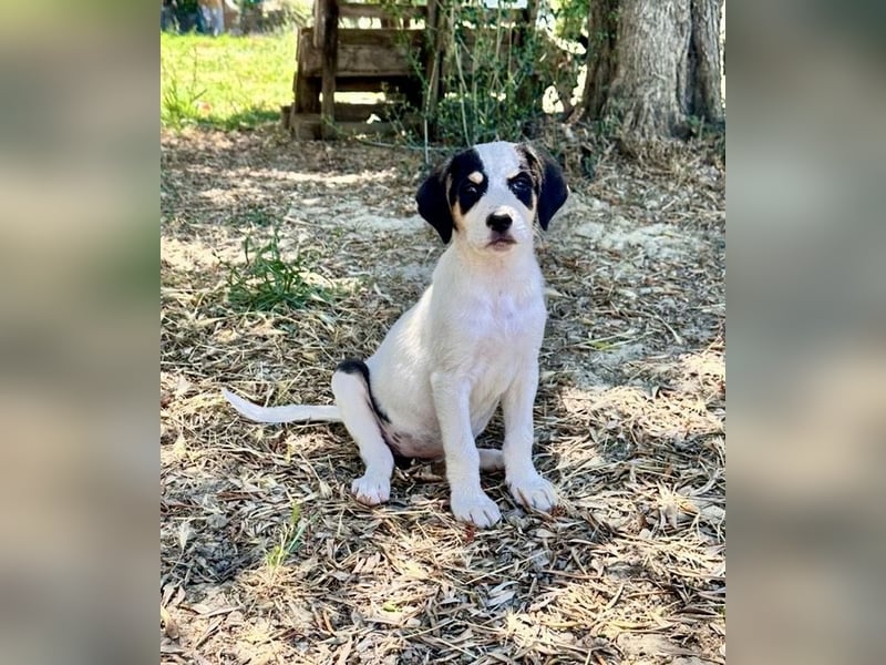 Putziges Hundebaby Momo