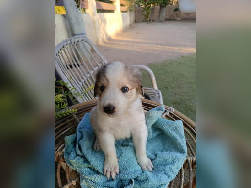 Welpenalarm: Herziger Finn