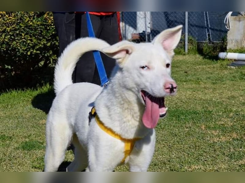 Daggi: Loyal, clever und voller Charme