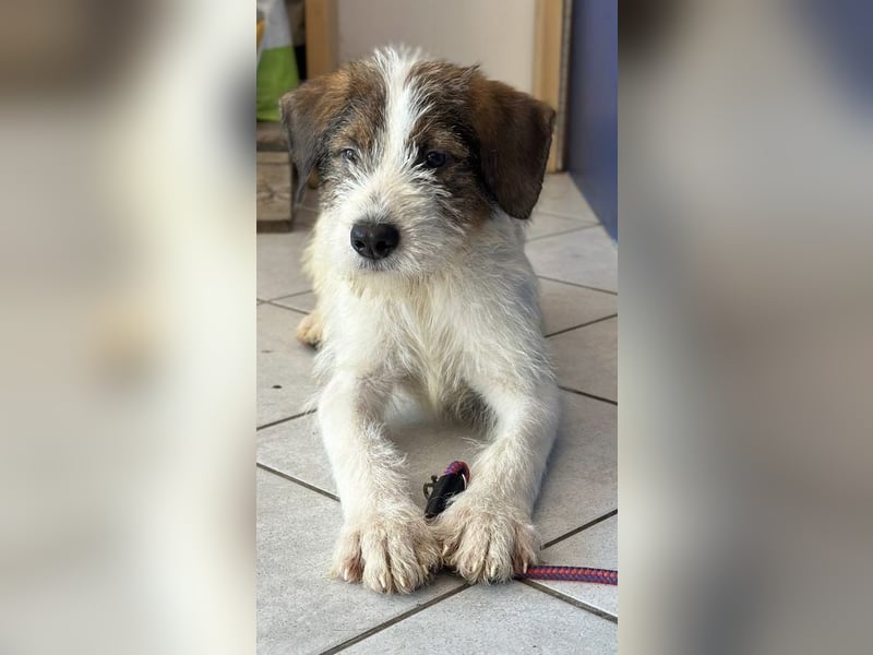 Welpenalarm: Bezaubernder Chap