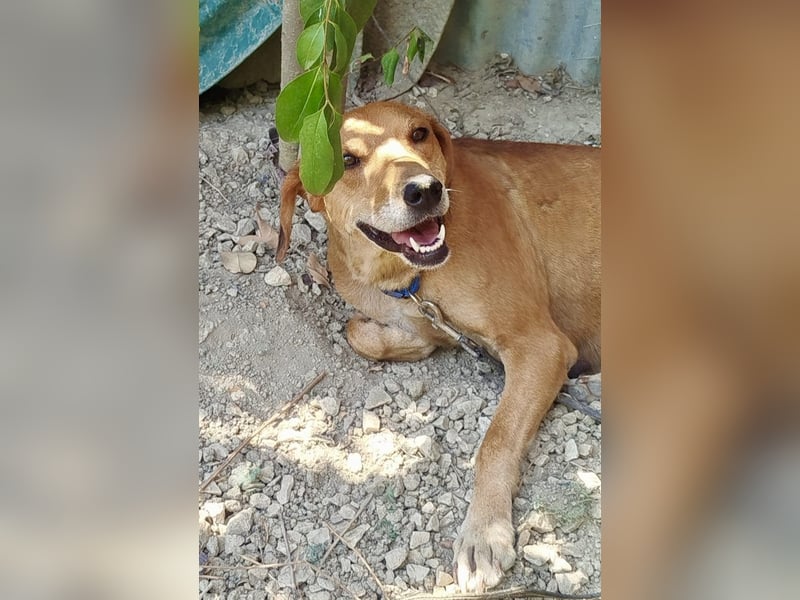 Mandy ist ein liebevoller Sonnenschein