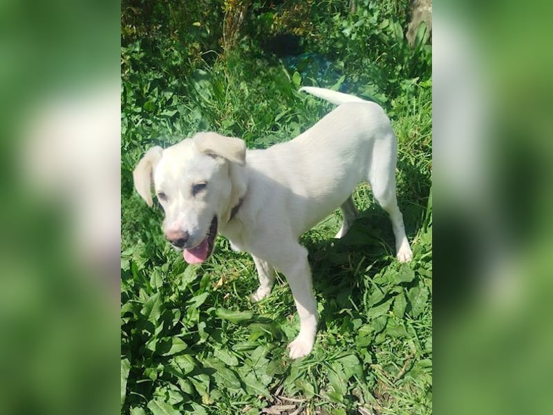 Tayo: Niedlicher Familienwelpi