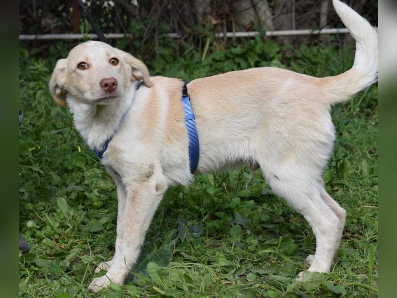 Welpenjunge Antonio möchte Dein Herz erobern