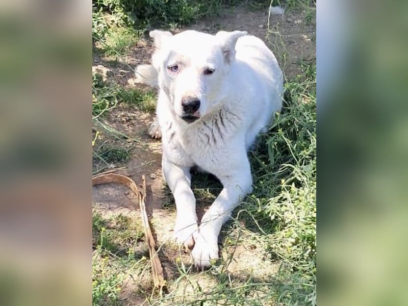 Daggi: Loyal, clever und voller Charme