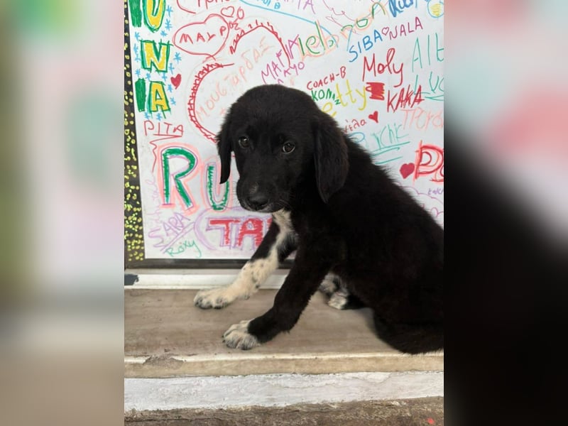 Welpenalarm: Schmusenase Arthour